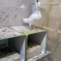 کبوتر
