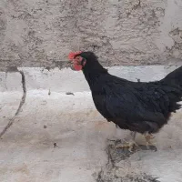 مرغ سیاه|حیوانات مزرعه|شاهینشهر, گزبرخوار|دیوار