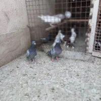 کفتر مسافتی و رنگی|پرنده|قم, نیروگاه|دیوار