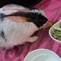 واگذاری بچه خرگوش|موش و خرگوش|زنجان, |دیوار