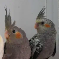 عروس هلندی 40 روزه