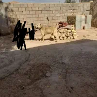 سگ افغان