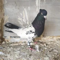 کبوتر