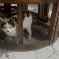 سرپرستی برای گربه دی اس اچ