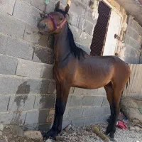 اسب نریون|اسب و تجهیزات اسبسواری|مرودشت, دولت آباد|دیوار
