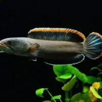 چانا لیمباتا پنگوسی درشت آروانا درشت ردتیل درشت