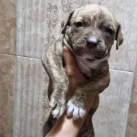 واگذاری پیت بول خالص شجره دار