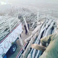 خدمات کلی خریدچوب آلات و چوب گردو به نرخ شرکت