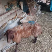 گوسفند و میش