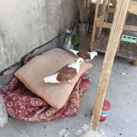 کفتر
