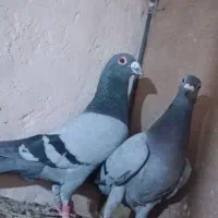 پرنده