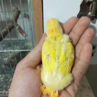 طوطی برزیلی سرلاکی|پرنده|ارومیه, |دیوار