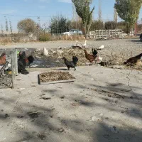 فروش مرغ محلی و تخم مرغ محلی و اردک و تخم اردک|حیوانات مزرعه|نقده, |دیوار