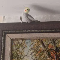 عروس هلندی نر آهویی