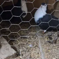 کفتر رنگی|پرنده|سرخنکلاته, |دیوار