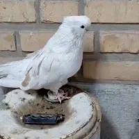 کت زردنک قنارچش سفیدوچش زرد