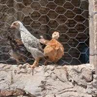 جوجه دو ماهه طبیعی