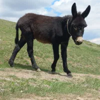 خر نر ۱ساله