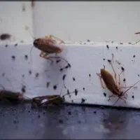 سم100%تضمینی بین برنده سوسک ریز،ساس،کنه کبوتری