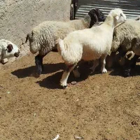 ۳۰تا میش داشتی روزگاری|حیوانات مزرعه|شیراز, رحمت‌آباد|دیوار