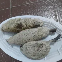 عسل طبیعی روی شاخه