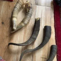 شاخ بز‌عتیقه|کلکسیون اشیاء عتیقه|قزوین, |دیوار