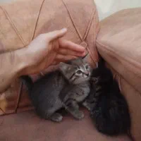 گربه واگذاری|گربه|مشگین شهر, |دیوار