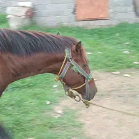 اسب کهر|اسب و تجهیزات اسبسواری|آستانه اشرفیه, |دیوار