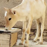 گوساله نر درجه یک بشرط چاق