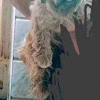 سگ شیتزو ماده|سگ|گلبهار, شهر جدید گلبهار|دیوار