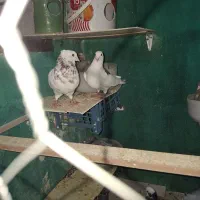 کفتر کبوتر طوقی سرور