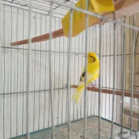 قناری نر آماده و مست