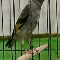 جوجه سهره رسمی بروجردی حلقه فلزی شماره دار تو پاش
