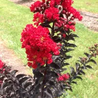 درختچه گل توری ایرانی و خارجی