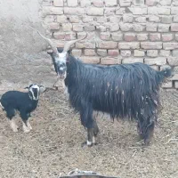 فروش یک عدد بز ویک عدد بزغاله نربزی|حیوانات مزرعه|جوادآباد, |دیوار