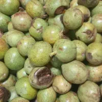 میوه سر درختی