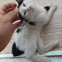 واگذاری گربه