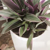 زیپیلین رنگی شاداب|گل و گیاه طبیعی|فلاورجان, |دیوار