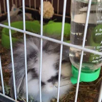 خرگوص مینی لوپ پاکوتاه