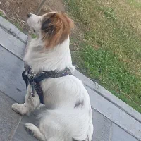 پامر اشپیتز