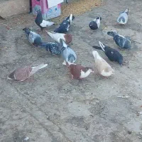 خوشرنگ سینهای پلاکی|پرنده|مبارکه, |دیوار