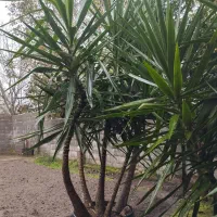 پالم.یاس.چمن|گل و گیاه طبیعی|رودسر, |دیوار