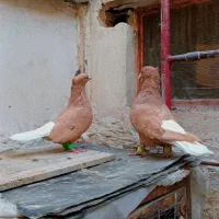 جفت زردمسفید کاکلی نامبروان|پرنده|مشهد, قائم|دیوار