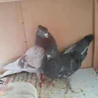 کفتر پیس