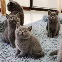 گربه اسکاتیش