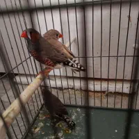 فنج|پرنده|قم, نخودی|دیوار