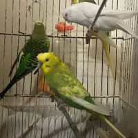 دو جفت مرغ عشق