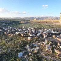 تعدادی زیادی غاز جوان و سرحال