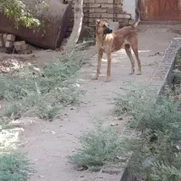 حیوانات