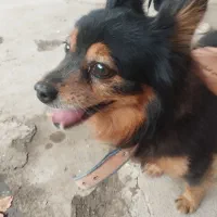 سگ پاکوتاه|سگ|کرمانشاه, |دیوار